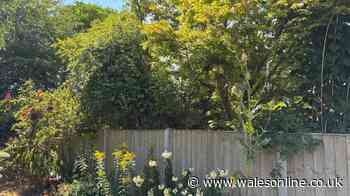 What are legal rights if neighbour’s trees or bushes grow over your garden fence