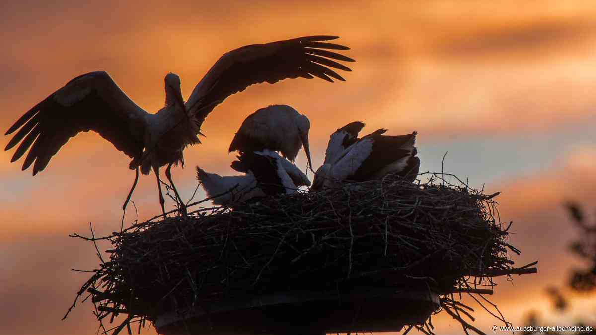 Warum es in Bayern inzwischen so viele Störche wie noch nie gibt