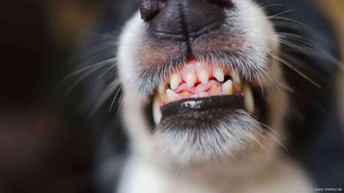 Warum Sie Knurren niemals bestrafen sollten: Ein Hundetrainer erklärt den überraschenden Grund