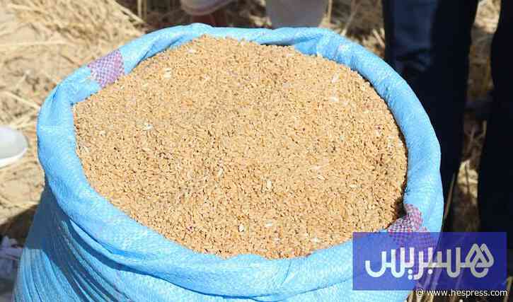 ضعف تسويق القمح المحلي يغذي التخوفات من نقص المخزون المغربي
