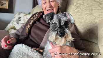 North East volunteers sought to provide vital dog walking support to elderly and terminally ill