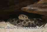 80-Million-Year-Old Snake Fossil From Brazil Offers New Clues to Why These Creatures Started Slithering
