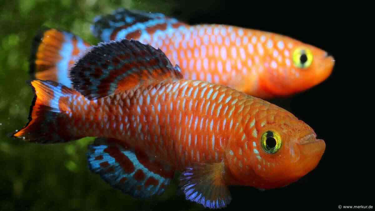 Diese 10 exotischen Süßwasserzierfische machen Ihr Aquarium zum Eyecatcher