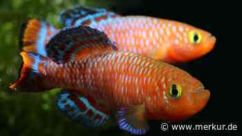 Diese 10 exotischen Süßwasserzierfische machen Ihr Aquarium zum Eyecatcher