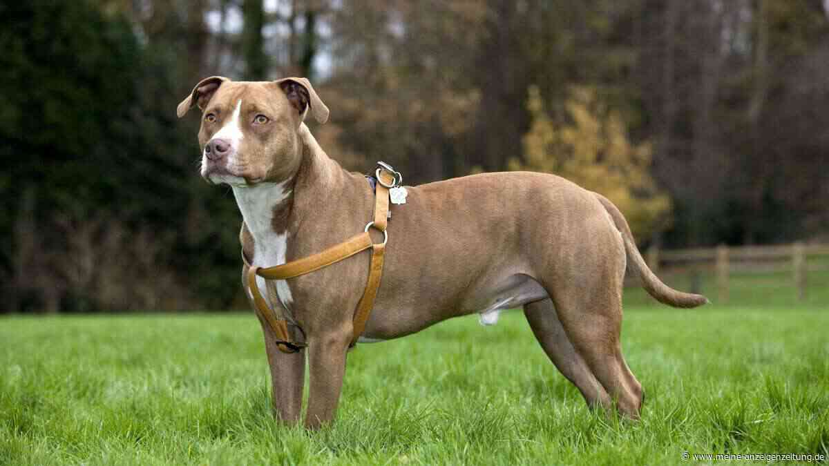Falsches Hundegeschirr: Diese Modelle schaden deinem Hund wirklich