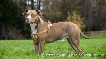 Falsches Hundegeschirr: Diese Modelle schaden deinem Hund wirklich