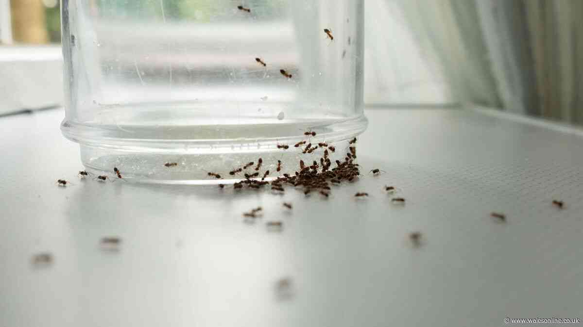 Welsh households urged to scatter natural item to keep ants from invading homes — not vinegar