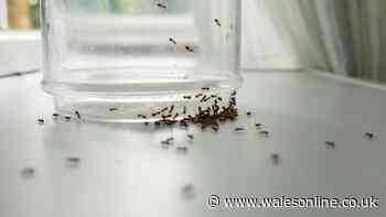 Welsh households urged to scatter natural item to keep ants from invading homes — not vinegar