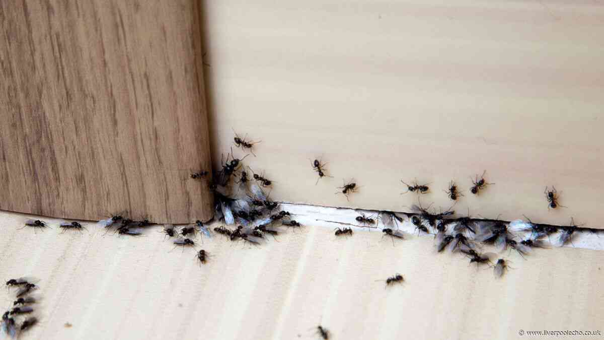 Ants will flee from homes with simple natural item pest control experts use