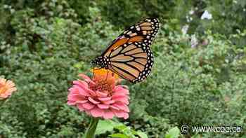 Seeing more monarchs? Great winter has had 'knock-on effect' for this summer's butterflies