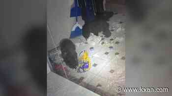 Home invader turns out to be bear cubs