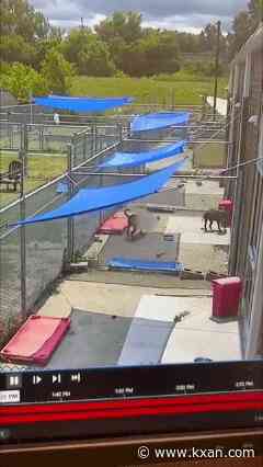 Watch: Dog scales 7-foot fence at Cleveland kennel