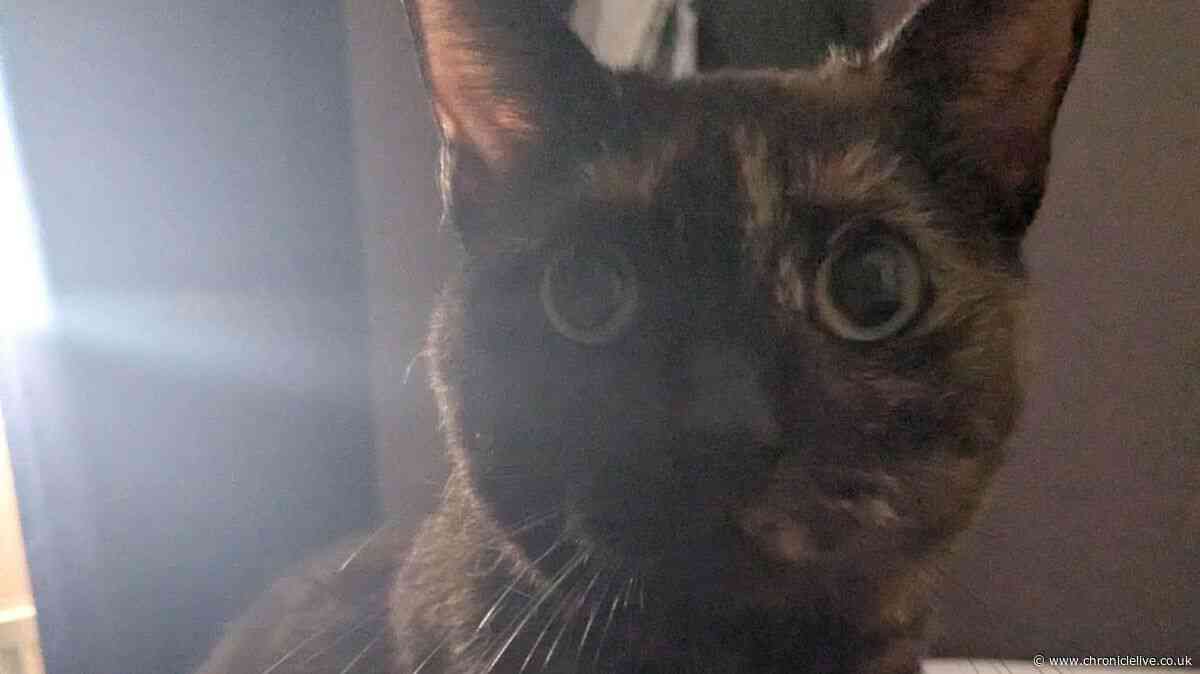 Meet the cats from Bad Cat Café desperately looking for a forever home