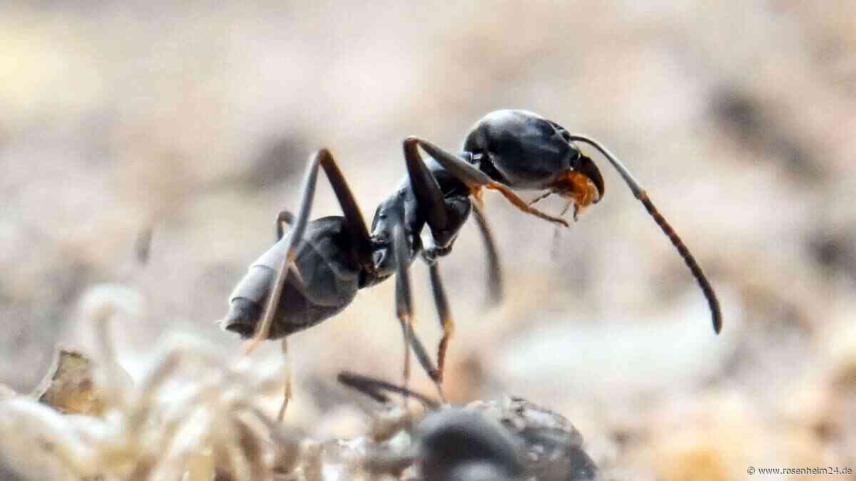 Invasive Ameise breitet sich in Bayern aus – selbst Grabsteine und Stromkabel sind in Gefahr