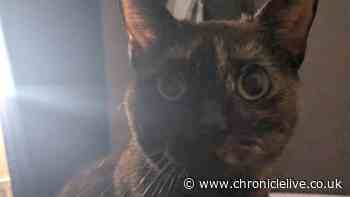 Meet the cats from Bad Cat Café desperately looking for a forever home