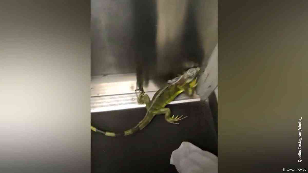 Ungewöhnliche Bestellung: Schreckmoment bei Fedex: Leguan springt plötzlich aus Paket