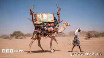 Even camels can't cope: Africa's ships of the desert hit by rising temperatures