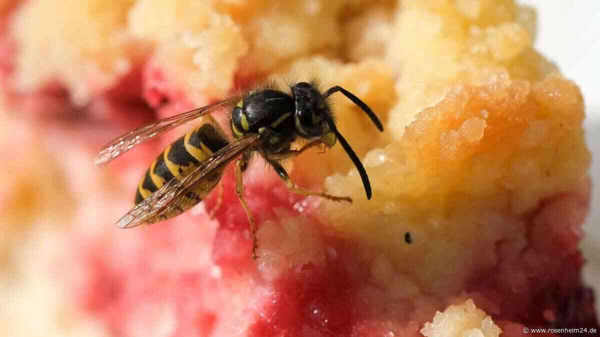 Wespen im Hochsommer: Was hilft und was man vermeiden sollte