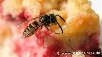 Wespen im Hochsommer: Was hilft und was man vermeiden sollte