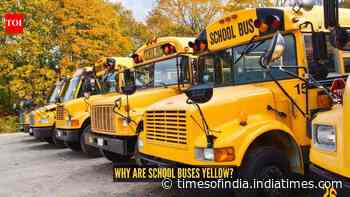 Why are school buses yellow? The fascinating reason behind the colour everyone recognises