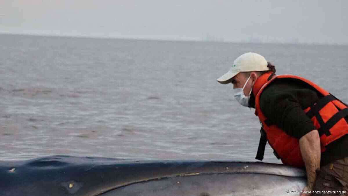 Großer Wal strandet in Argentinien – Rettung läuft