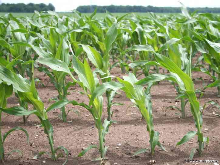 Fedeli announces that nominations open for 2026 Excellence in Agriculture Awards