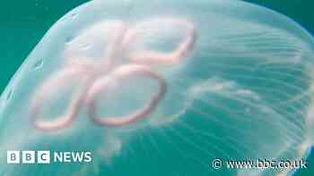 Which jellyfish will give swimmers a sting?