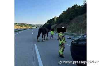 API-TH: Da steht ein Pferd auf der Autobahn