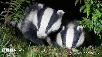 Investigation as dead badgers found in carrier bag