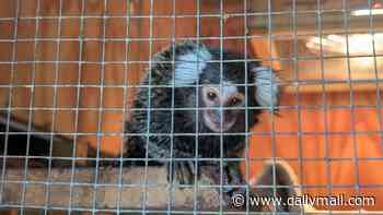 How the cruel TikTok craze for exotic pets is a danger to people AND animals: after Oyster the marmoset was left on a bus, JANE FRYER reveals how evil owners are flushing their pets down the TOILET