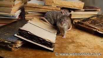 Welsh residents urged to do 5-minute check in July to keep rats out of homes