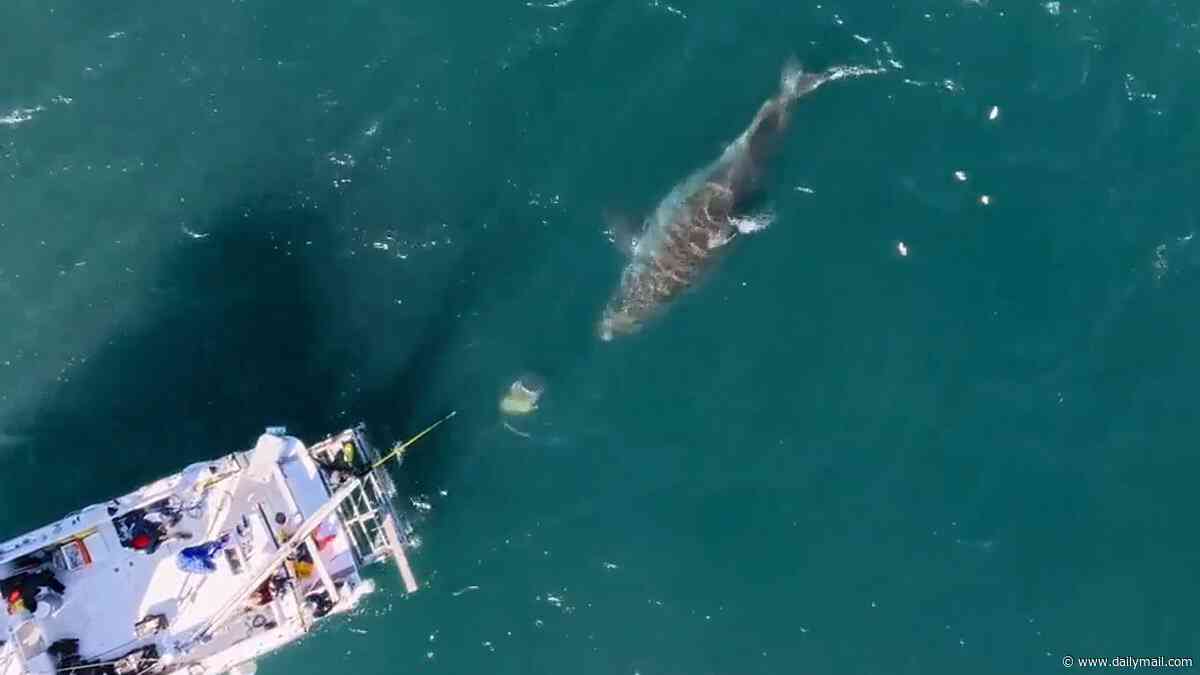 Monster 20-foot great white named 'Big Rose' spotted as shark sightings surge 1,000% off US coast