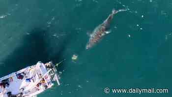 Monster 20-foot great white named 'Big Rose' spotted as shark sightings surge 1,000% off US coast