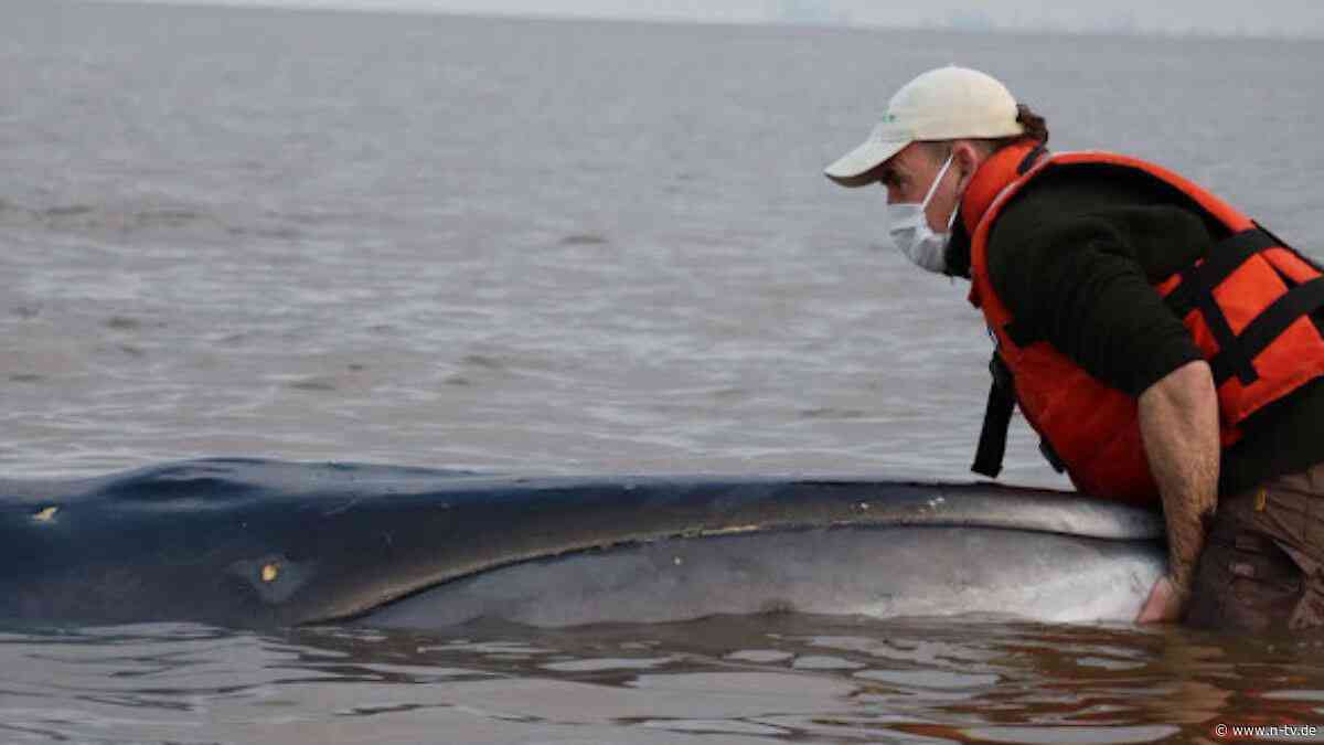Retter hofften auf Wasseranstieg: Wal in argentinischem Fluss gestrandet und gestorben