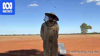 Why 'The Bee Drover' is doubling down as other beekeepers quit