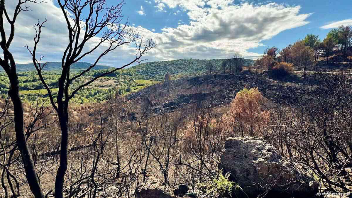 Gelingt einem Brandenburger Forscher der „unbrennbare Wald“?