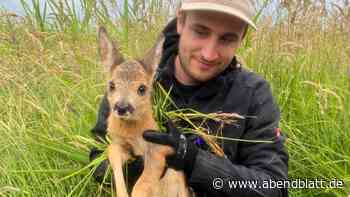 Erfolgreiche Rehkitzrettung: Verein bringt 183 Tiere vor dem Mähdrescher in Sicherheit