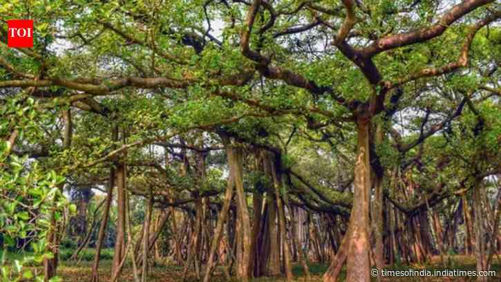 In 2026, India's 550-Year-Old Great Banyan Tree is as big as an entire Forest