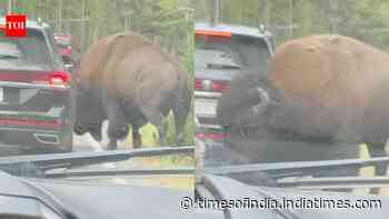 In Yellowstone National Park, viral video shows bison popping a car's tyre: Know how it happened