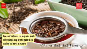 How used tea leaves can help some plants thrive: Simple step-by-step guide to use strained tea leaves as manure