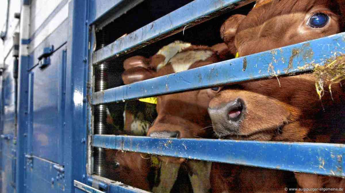 Prozess um verletzten Bullen: Viehhändler und Schlachthof-Mitarbeiter stehen vor Gericht