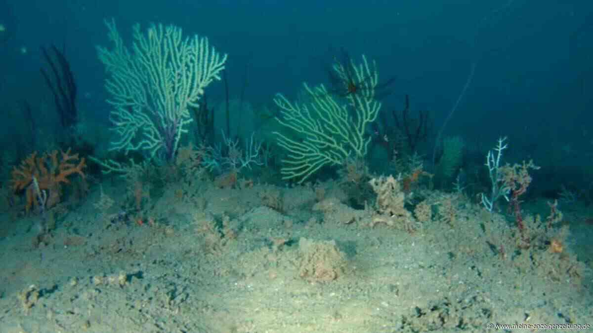 Unterwasser-Drohne liefert Bilder aus dem totgeglaubten Korallenriff – es wimmelt vor Leben