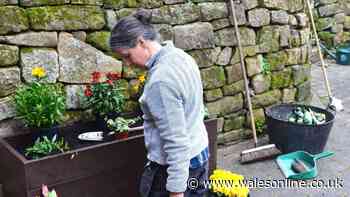 Review: The TDP Longwood Planter is so hardy it will outlive you!