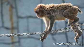Pleased as Punch: Orphaned monkey receives 2500 birthday cards
