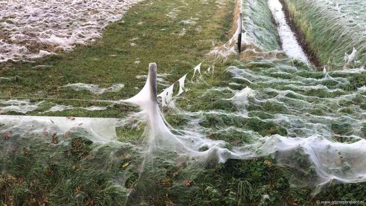 Zie je een plek vol witte spinnendraden? Dat hebben deze beestjes gedaan
