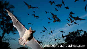 Study finds Japanese horseshoe bats match each other's frequency to reduce noise in colonies