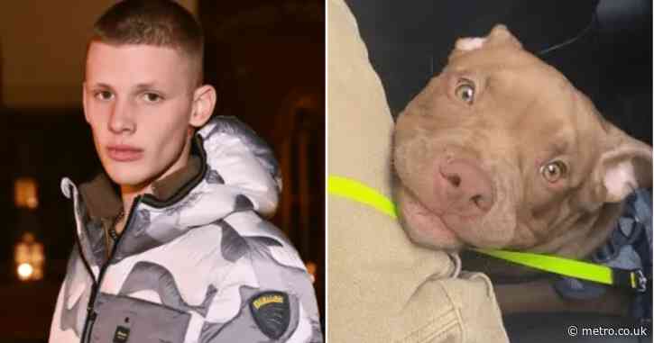 Freddy Brazier begs for dog to be returned despite ‘ripping 3cm hole in his arm’