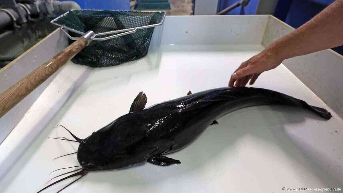 Süßwasserfische von übertragbarem Krebs befallen: Droht die Gefahr auch in heimischen Gewässern?