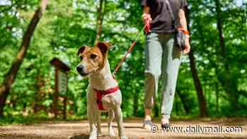 Once isn't enough! Experts claim you should walk your dog FIVE times a day