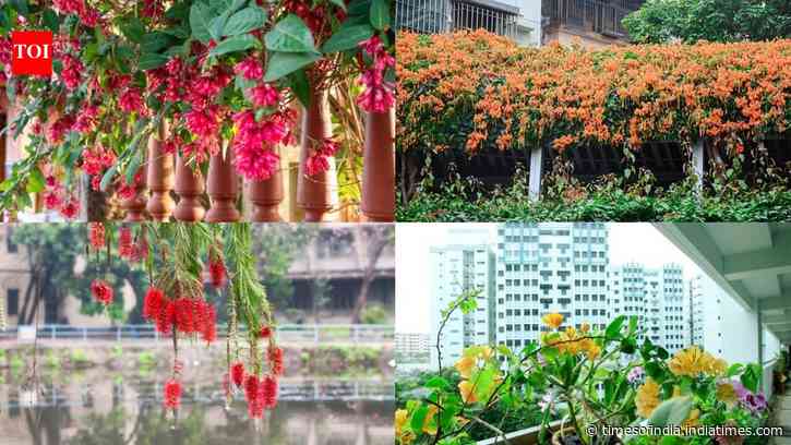 8 Plants that quietly attract sunbirds to Indian balconies